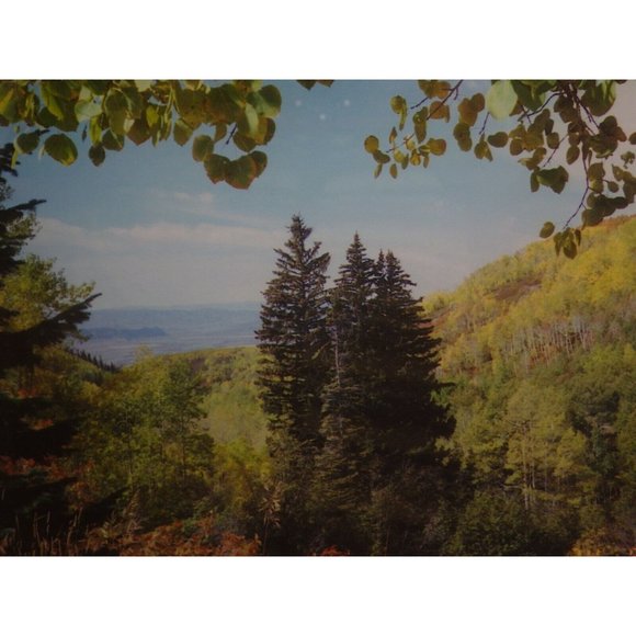 Colorado Landscape Trees Framed Photo Print Buffalo Pass Steamboat Springs - Picture 3 of 8